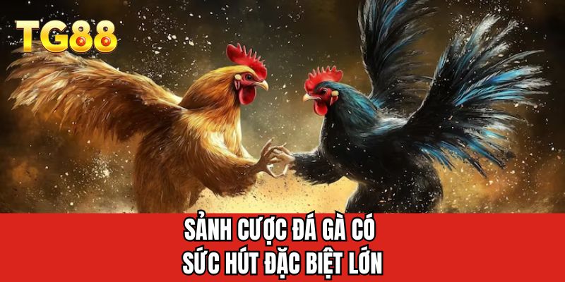 Sảnh cược đá gà có sức hút đặc biệt lớn